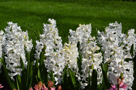 รูปภาพJacinto – เลือกดูภาพถ่ายสต็อก เวกเตอร์ และวิดีโอ2,450 | Adobe Stock