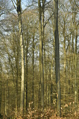 La forêt de Soignes avec ses hêtres parfois majestueux entre Groenendael et Rhodes-St-Genèse au sud de Bruxelles