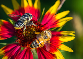 Can we be friends... Two bees on a wildflower!