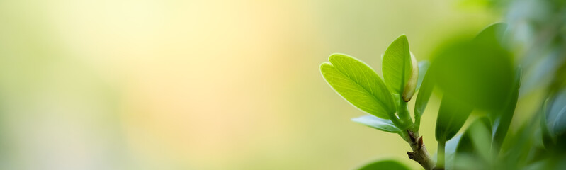 Amazing nature view of green leaf on blurred greenery background in garden and sunlight with copy space using as background natural green plants landscape, ecology, fresh wallpaper.