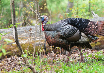 Walking Turkey