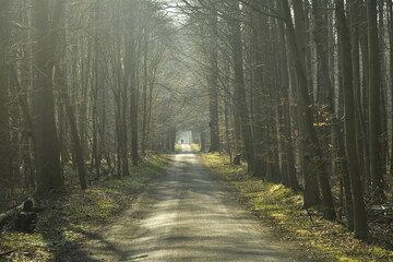 Fototapeta premium Route forestière traversant la forêt de Soignes entre Rodes-St-Genèse et Groenendael au sud de Bruxelles
