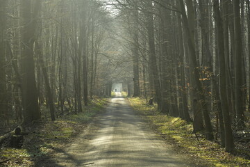 Route forestière traversant la forêt de Soignes entre Rodes-St-Genèse et Groenendael au sud de Bruxelles