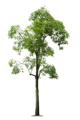 Obraz premium Beautiful tree isolated on white background. Suitable for use in architectural design or Decoration work.