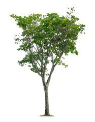 Beautiful tree isolated on white background. Suitable for use in architectural design or Decoration work.