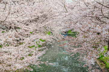 京都の宇治川派流域の桜