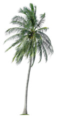 Fototapeta premium Beautiful coconut palm tree isolated on white background. Suitable for use in architectural design or Decoration work.