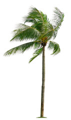 Beautiful coconut palm tree with leaves blowing isolated on white background. Suitable for use in architectural design or Decoration work.