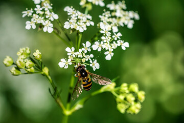 Bee on a flower