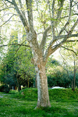 Fototapeta na wymiar Sprawling plane tree on a green lawn