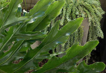 Large leaves texture. Closeup view of a Philodendron bipinnatifidum, also known as Lacy Tree...