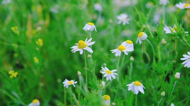 Chamomile. Lot of daisies in a field. Chamomile field. spring Flowers sway in the wind. White flowers on a green meadow. The video is well suited for the background. Summer and nature. Paint wildlife