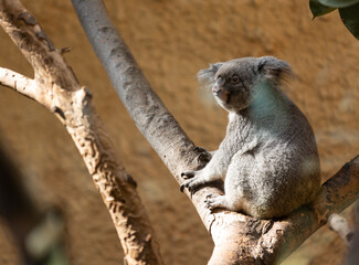 Koala auf Ast