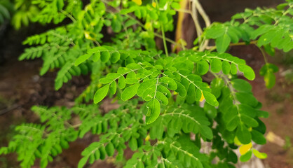 Drumstick tree also known as malunggay, moringa and kelor branch with thick fresh and organic edible green leaves background. Selective focus close up top view from drumstick tree growing plantation.