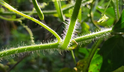 Fresh and organic garden fluffy green plant stem with white hairs shining in morning sunlight. Blurry nature and environmental eco background texture pattern. Beautiful macro close up side view.