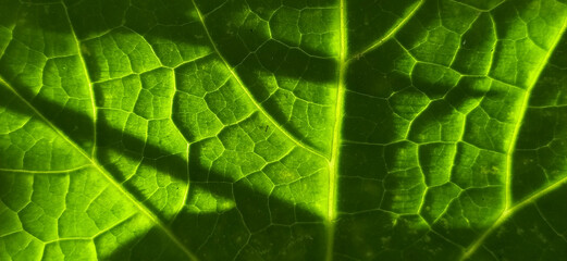 glowing organic fresh and soft dark green leaf with ray of sunlight detail and pattern. Abstract luxury foliage creative design nature background texture with copy space. Beautiful closeup macro view.