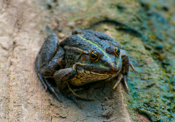 Frog in its natural habitat.