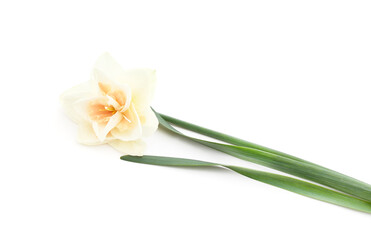White beautiful daffodil.