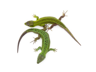 Two little green lizards.
