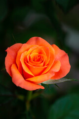 Purple rose macro closeup with water drop on petals.