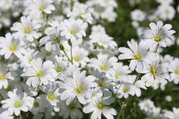 Białe kwiaty łąkowe w słońcu - obrazy, fototapety, plakaty