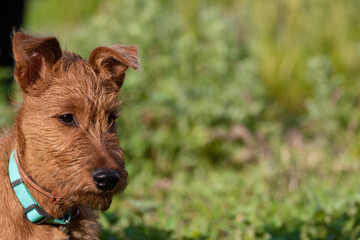 A portrait of a 3 month old Irish Terrier puppy on the left side of the frame against a blurred background of green grass for a walk and a lot of free space on the right. Copy space.