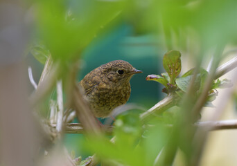 Junges Rotkehlchen