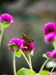 butterfly on flower
