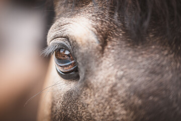 Auge (Pferd / Pony)