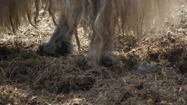 Yak hooves standing in hay and feces- close up shot