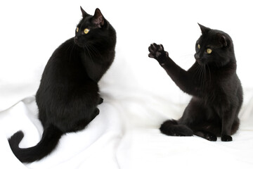 Schwarze Katze mit gelben Augen sitzt hebt Pfote - obrazy, fototapety, plakaty
