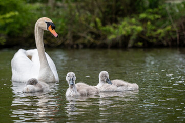 Cygnets of mute swans, cygnus olor