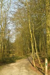 Chemin étroit pour les randonnées en forêt entre les hêtres en forêt de Soignes à Groenendael au sud-est de Bruxelles