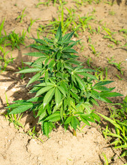 Marijuana plant outdoors inside a greenhouse