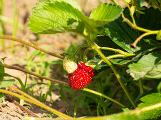 Strawberry on the plant
alone with a green strawberry and greenhouse field