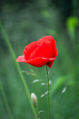 Obraz premium Closeup of one wild poppy in a meadow