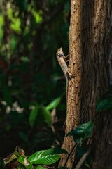 lizard on a tree