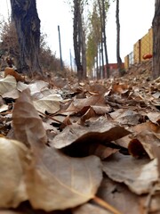 autumn in the forest