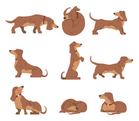 Dachshund or Badger Dog as Short-legged and Long-bodied Hound Breed with Collar in Different Poses Vector Set