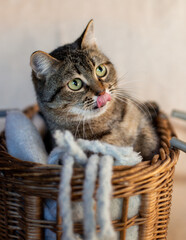 Cute beautiful cat at home in a cozy environment