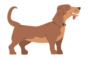 Dachshund or Badger Dog as Short-legged and Long-bodied Hound Breed with Collar Standing Vector Illustration