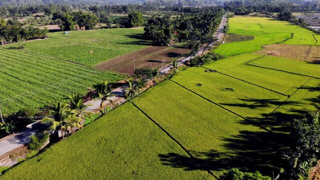 Green lush rice fields under the summer sun, Philippines	