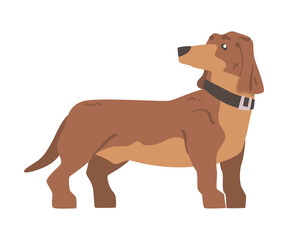 Dachshund or Badger Dog as Short-legged and Long-bodied Hound Breed with Collar Standing Vector Illustration