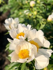 Peony flowers. Garden and plants. Summer