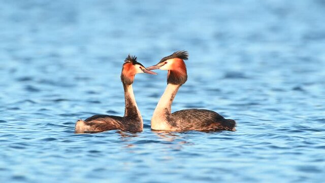 Great crested grebe water bird in a springtime evening sunset in the Reevediep lake near Kampen, Overijssel, The Netherlands.