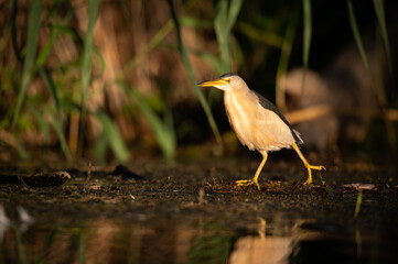 Portrait of Little Bittern on a sunny day in summer