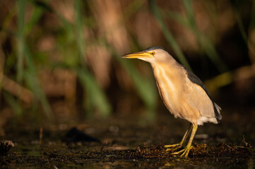 Portrait of Little Bittern on a sunny day in summer