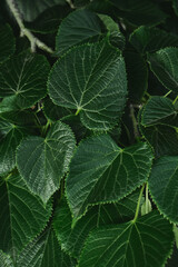 Green leaves with copy space. They are color tone dark.