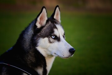 Portraits of Siberian Husky dogs