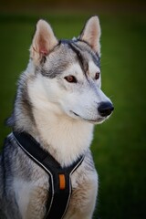Portraits of Siberian Husky dogs